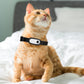 Camera Collar for Cats & Dogs CoolZStuffs